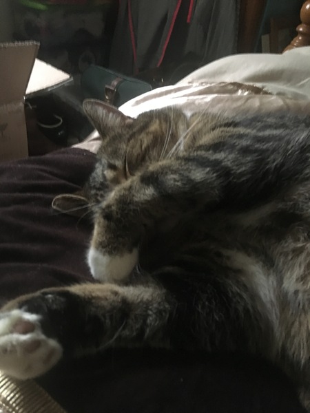 Paws