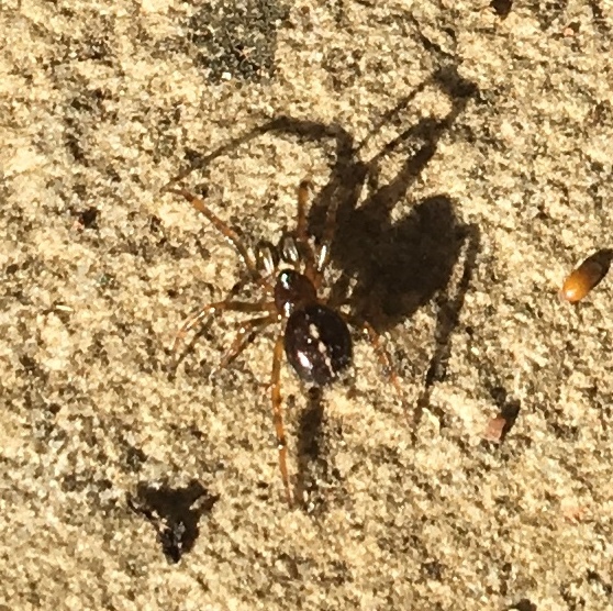 Just got bit by a bloody spider 😮😮