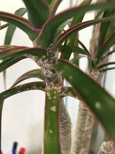 Why does our office plant have dandruff?