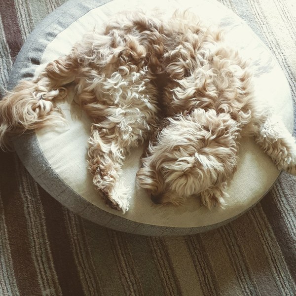 Cockapoo breeder