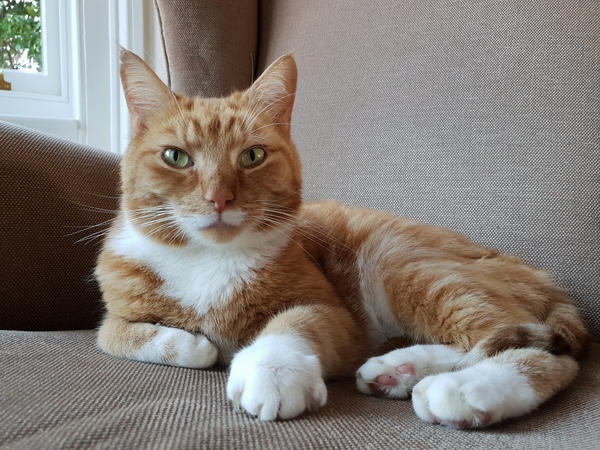 Rescue cat hiding - is this normal?