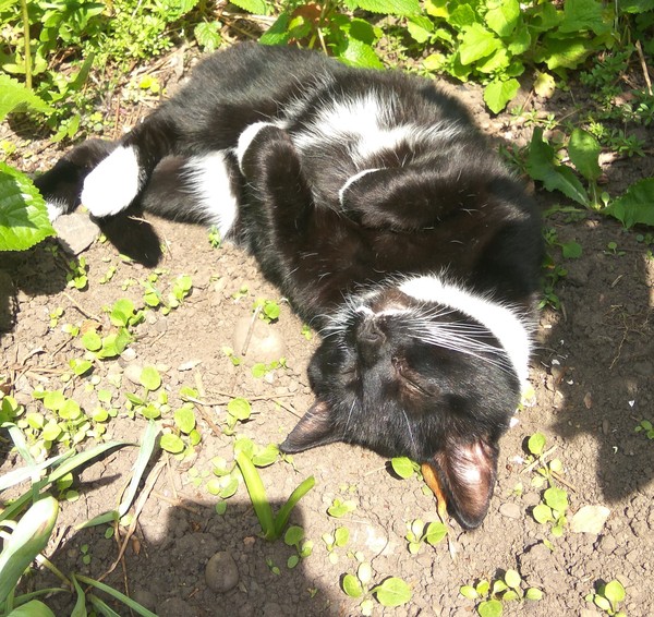 How do cats know?