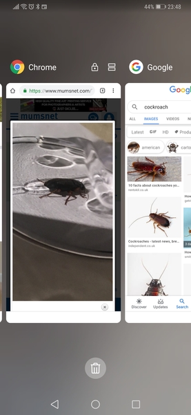 What is this bug