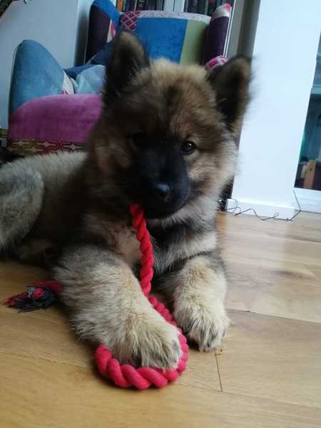 Another dog breed advice thread - sorry!