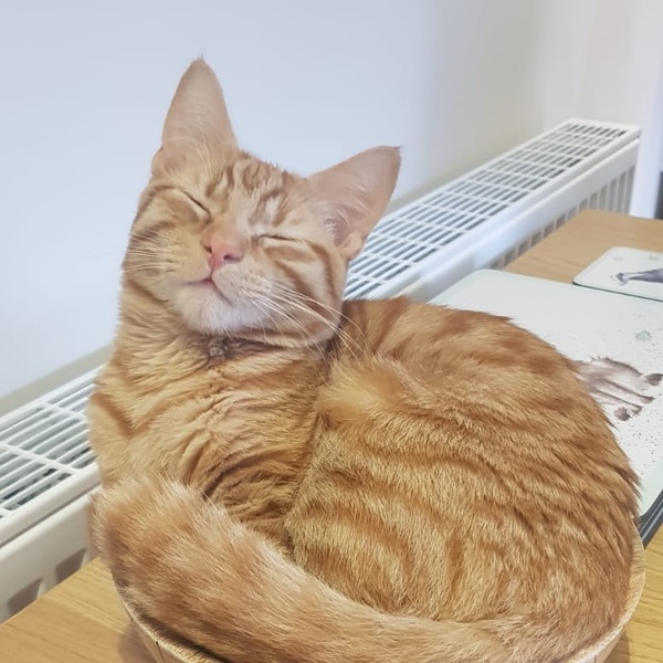 To think the kitchen fruit bowl is not the place for the cat to snooze in!
