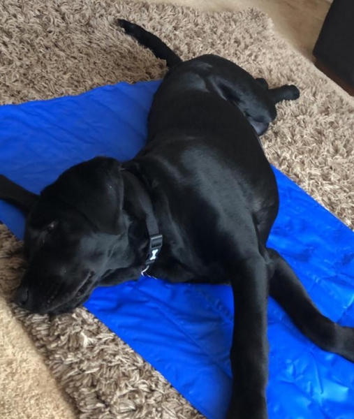 Cooling Bandana/Cool Mat