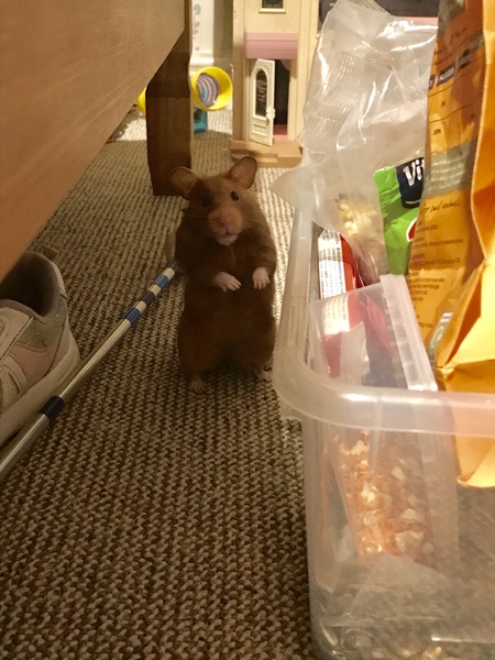 To let my hamster be a house hamster?