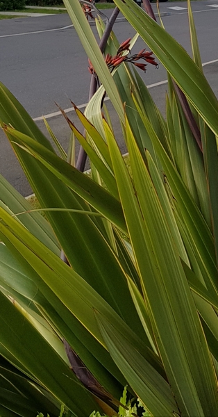 Can anyone help ID this plant