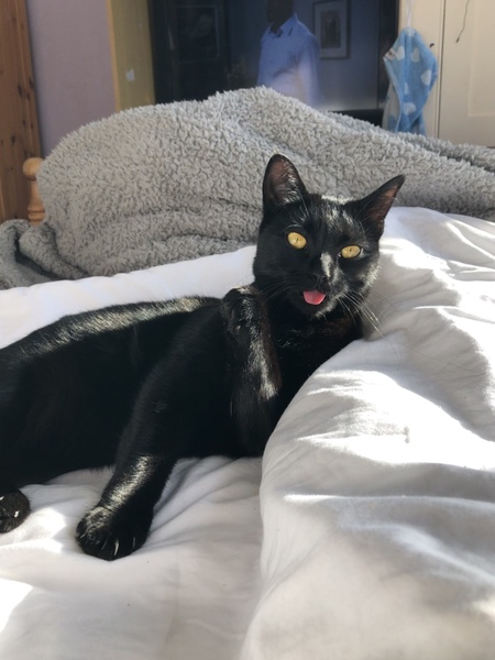 Pilling the cat: 100 easy steps