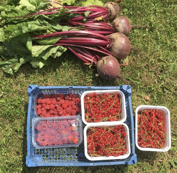 Allotment/Veg Patch Thread 14 ! growing into summer