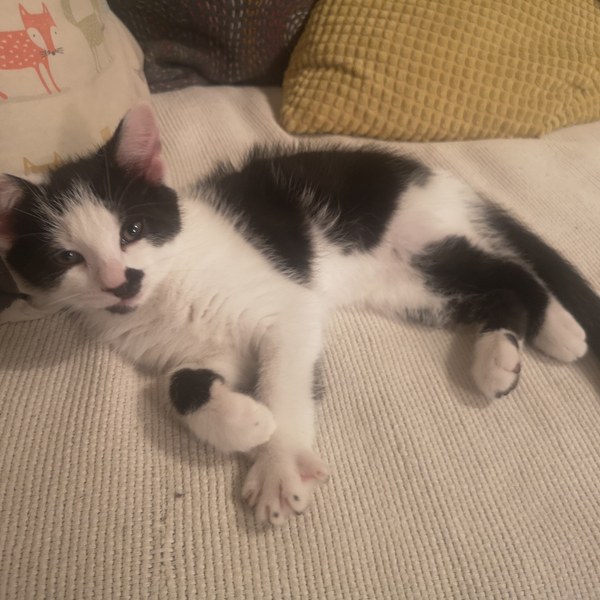 General new kitten advice please!