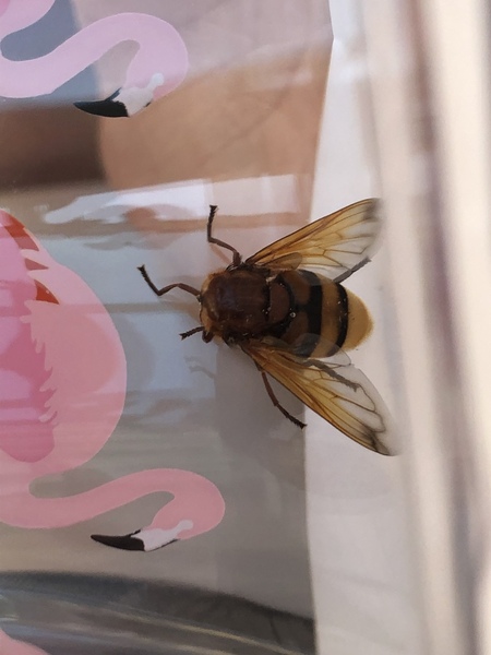 Is this a hornet or a large hover fly?