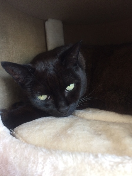 'Adopt don't shop' - tell me about your rescue cats