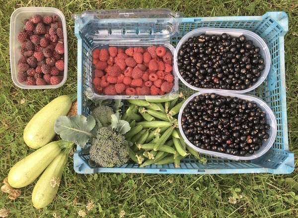 Allotment/Veg Patch Thread 14 ! growing into summer
