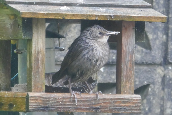 Westminstenders: It couldn't get any worse... Until today