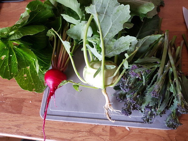 Allotment/Veg Patch Thread 14 ! growing into summer