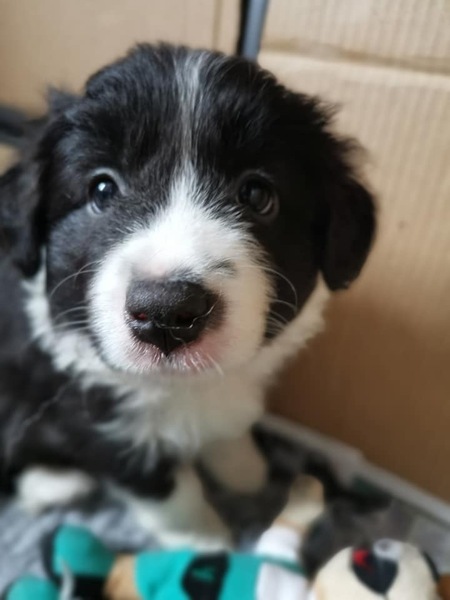 Young Puppy Support Group