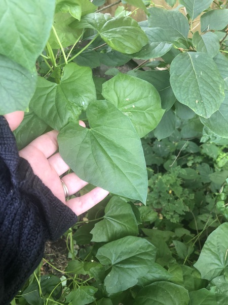 Help! Is this Japanese Knotweed??