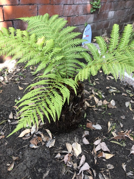 Westministenders: A New Approach? No chance.