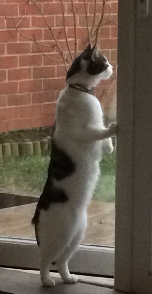 To get a cat?