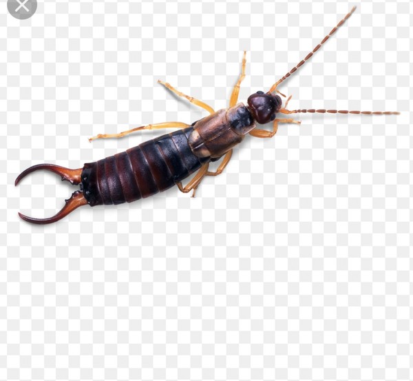 Cockroach in kitchen