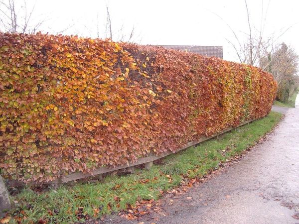 Would this tree in my neighbour’s garden put you off viewing my house?