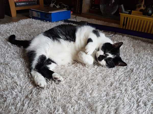 DangerCat's Mum, are you there?