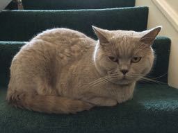 Westminsterenders where are you? NB this is NOT the official thread*