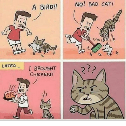 So upset with my cat