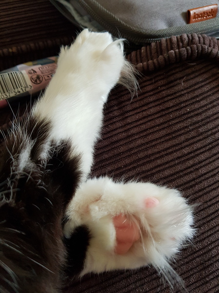 Tiny things that are bloody marvellous