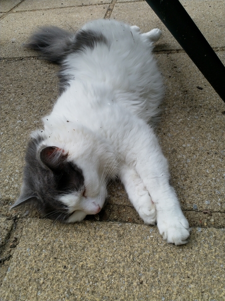 Cats in this heat...