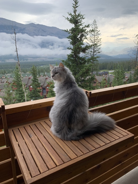 Pilling the cat: 100 easy steps