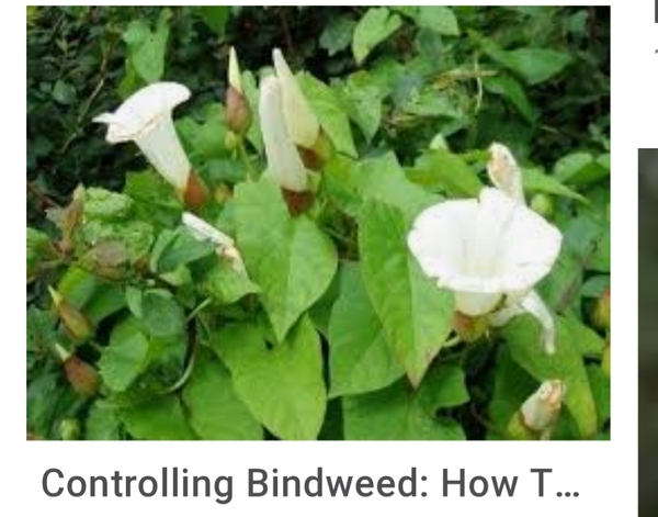 Help! Is this Japanese Knotweed??