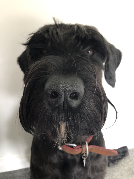 Another dog breed advice thread - sorry!