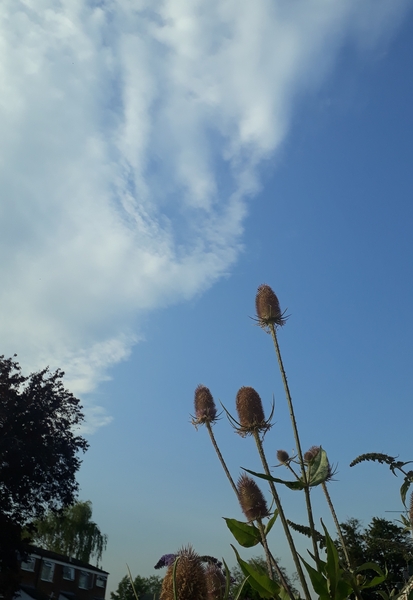I love my teasel plants and the bees do too.