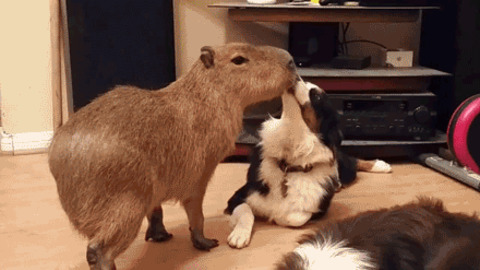 Animal encounters