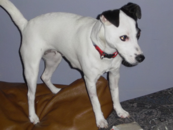 Westminstenders: Prime Minister Johnson