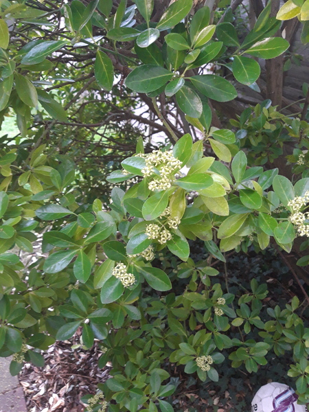 What is this tree?