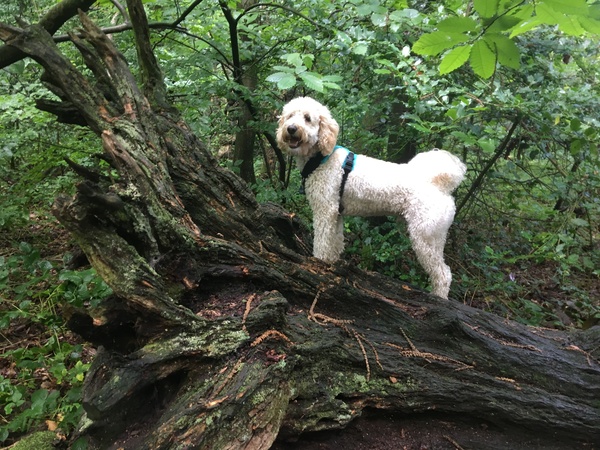It's not a cockapoo!
