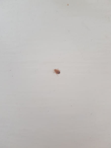 To ask what this is?