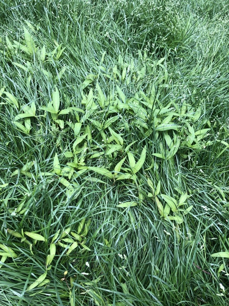 Help! Are these weeds?