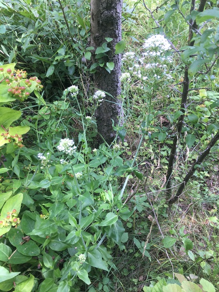 What flowers are these?