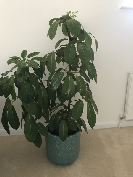 How to look after this house plant?