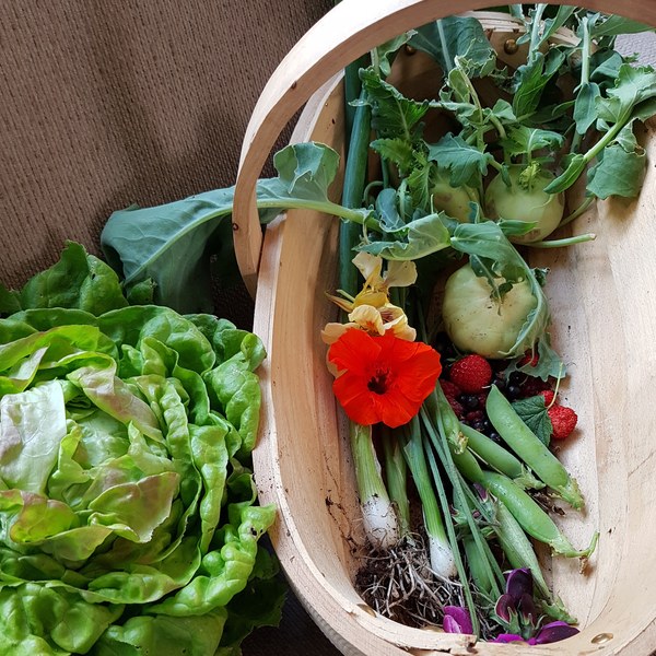 Allotment/Veg Patch Thread 14 ! growing into summer
