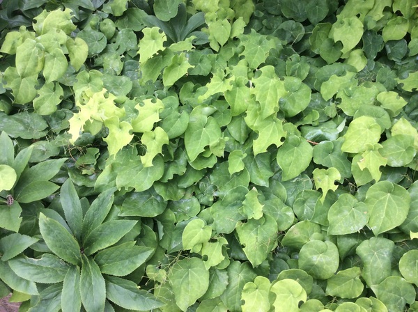 Leaf Cutter Bees - I think.....