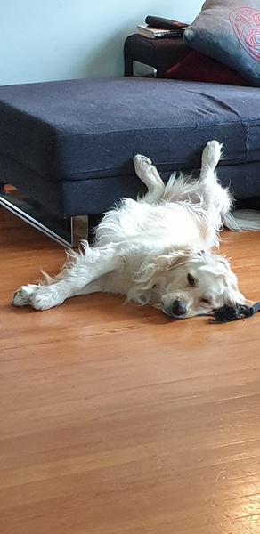 A Sunday night dog photo thread