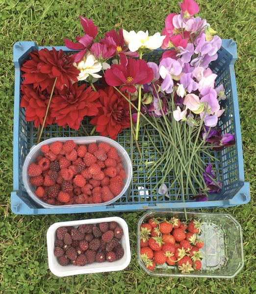 Allotment/Veg Patch Thread 14 ! growing into summer