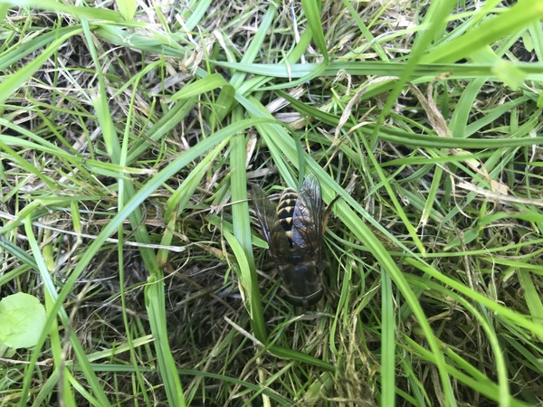 Is this a hornet or a large hover fly?