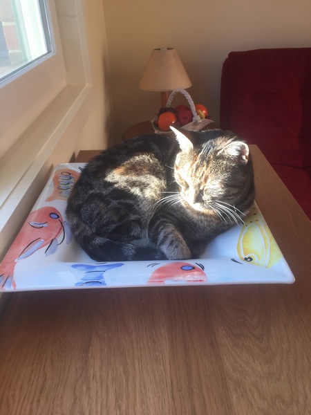 To think the kitchen fruit bowl is not the place for the cat to snooze in!