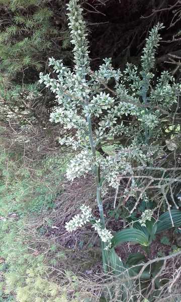 Flower ID